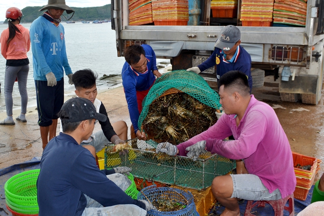 Phấn đấu đưa tôm hùm trở thành đối tượng thủy sản nuôi chủ lực - Ảnh 2.