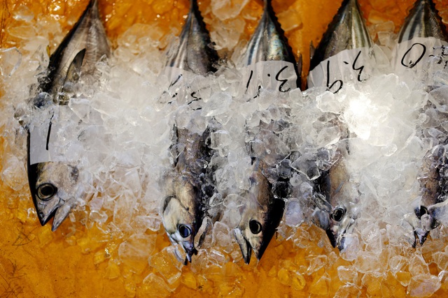 Nga nói cá bắt gần khu Fukushima xả thải không nhiễm xạ - Ảnh 1.