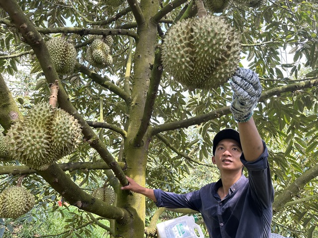 Báo động sầu riêng non xuất khẩu  - Ảnh 2.