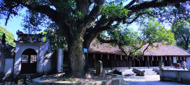 Hai cây di sản hơn 300 tuổi trong khu di tích quốc gia đẵ biệt - Ảnh 1.