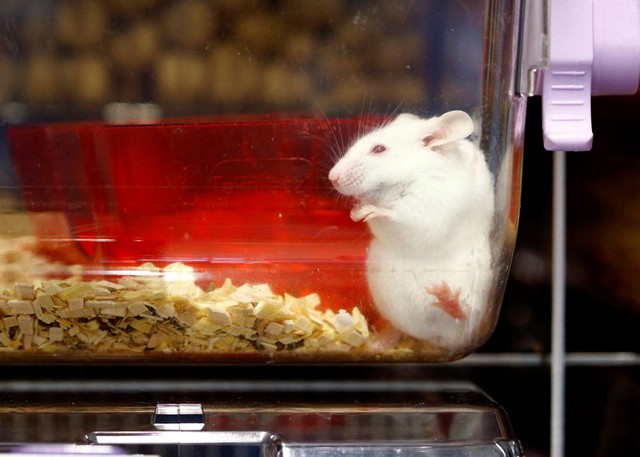Nhóm nghiên cứu ở Mỹ bị phản ứng gắt vì giết chuột bằng kéo - Ảnh 1.
