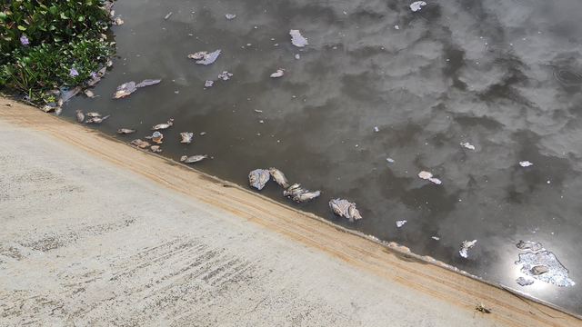 Bình Định: Truy tìm nguyên nhân cá chết nổi lềnh bềnh trên sông - Ảnh 2.
