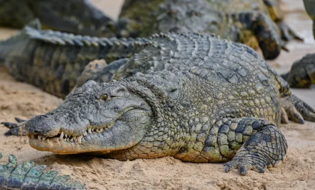 Săn lùng hơn 70 cá sấu xổng chuồng do lũ lụt ở Trung Quốc - Ảnh 1.