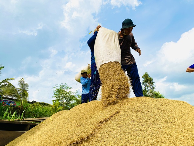  El Nino tiếp tục làm nóng giá gạo - Ảnh 2.