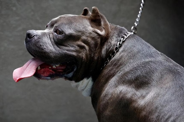 Sau nhiều vụ cắn chết người, chó Bully XL sẽ bị cấm nuôi ở Anh - Ảnh 1.