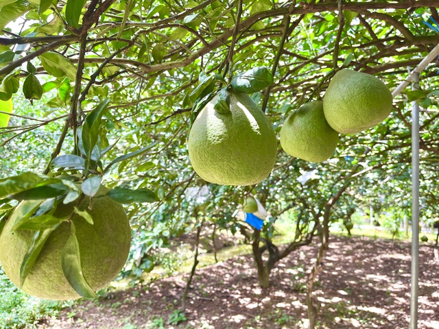 Cuối tuần ghé làng bưởi Tân Triều, chụp ảnh cùng trái bưởi 'khổng lồ' - Ảnh 5.