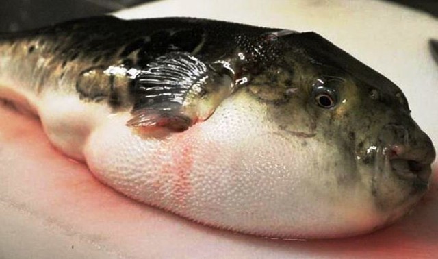 Ninh Thuận: Một người tử vong do ngộ độc thực phẩm khi ăn cá nóc - Ảnh 1.