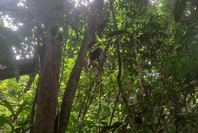 Bình Phước: Thả cá thể khỉ mặt đỏ về rừng tự nhiên - Ảnh 2.