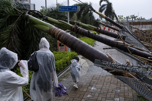 Bão Sao La khiến cây ngã hàng loạt tại Hồng Kông, 1 người chết tại Trung Quốc - Ảnh 11.