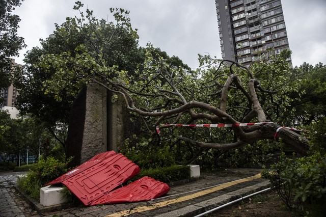 Bão Sao La khiến cây ngã hàng loạt tại Hồng Kông, 1 người chết tại Trung Quốc - Ảnh 3.