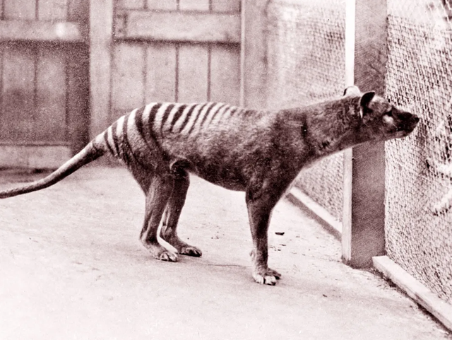 Lần đầu tiên phục hồi được ARN của hổ Tasmania tuyệt chủng   - Ảnh 1.
