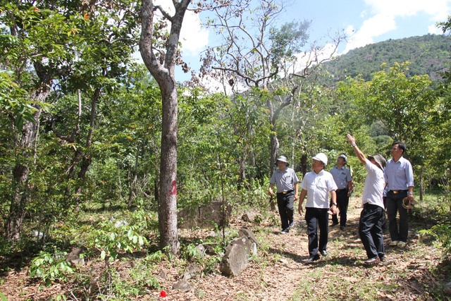 Ninh Thuận: Điều tra vụ đổ hóa chất phát cây rừng tự nhiên ở huyện Bác Ái - Ảnh 1.