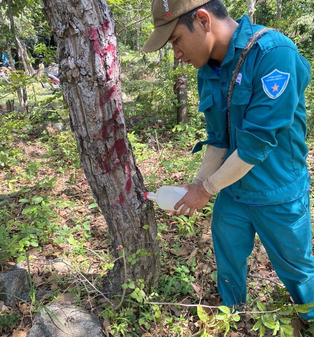 Ninh Thuận: Điều tra vụ đổ hóa chất phát cây rừng tự nhiên ở huyện Bác Ái - Ảnh 2.