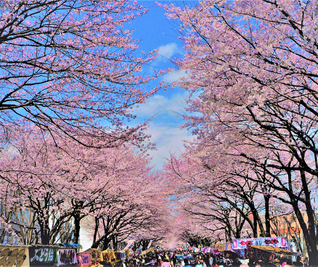 Khám phá vẻ đẹp rực rỡ của lễ hội hoa anh đào tại Tokyo và Kyoto - Ảnh 5.