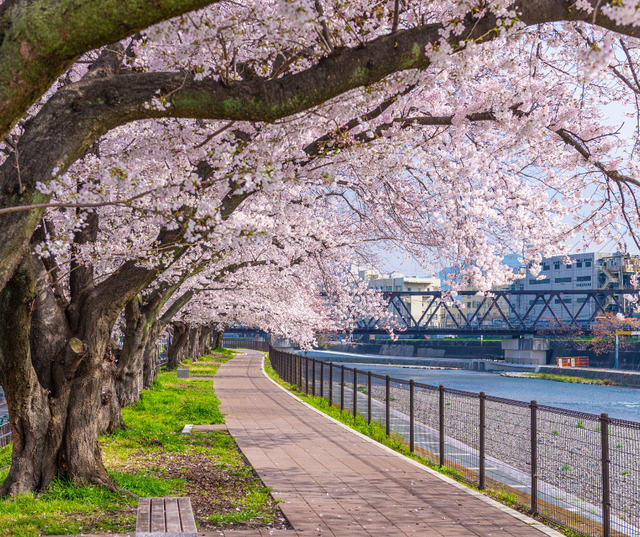 Khám phá vẻ đẹp rực rỡ của lễ hội hoa anh đào tại Tokyo và Kyoto - Ảnh 1.