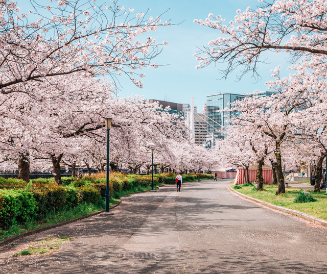 Khám phá vẻ đẹp rực rỡ của lễ hội hoa anh đào tại Tokyo và Kyoto - Ảnh 3.