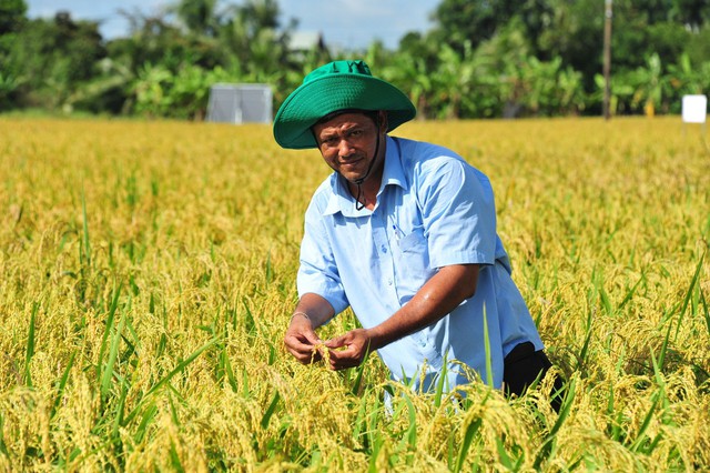 Trồng lúa thông minh, lợi nhuận tăng thêm gần 3,9 triệu đồng/ha - Ảnh 1.