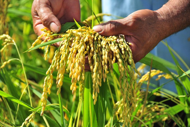 Trồng lúa thông minh, lợi nhuận tăng thêm gần 3,9 triệu đồng/ha - Ảnh 2.