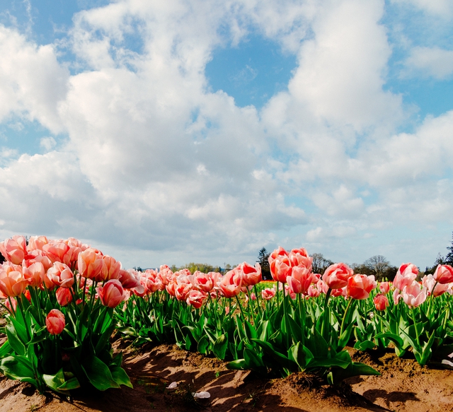 Mùa hoa tulip ở Hà Lan - điểm dừng chân lãng mạn không thể bỏ lỡ - Ảnh 5.
