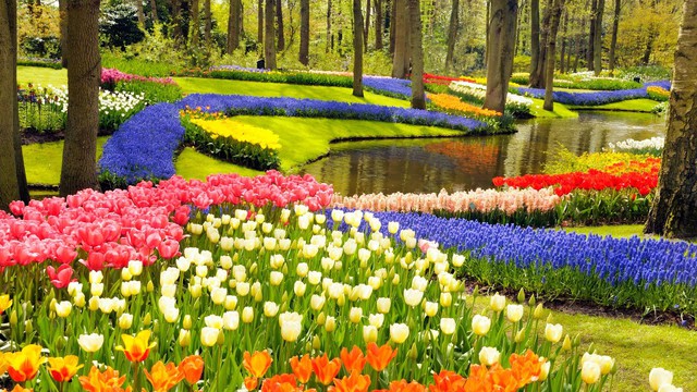Mùa hoa tulip ở Hà Lan - điểm dừng chân lãng mạn không thể bỏ lỡ - Ảnh 2.