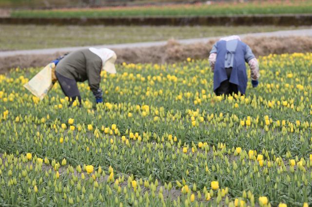Mùa hoa tulip ở Hà Lan - điểm dừng chân lãng mạn không thể bỏ lỡ - Ảnh 6.