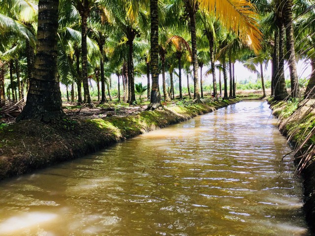 Cô gái gác bằng cử nhân, về cù lao làm du lịch với vườn dừa - Ảnh 3.