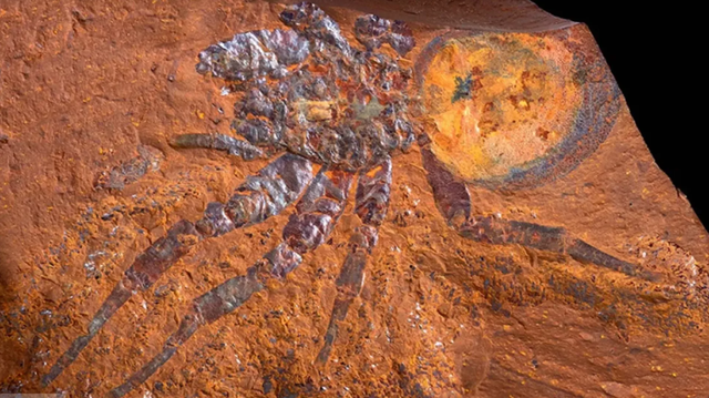 Phát hiện hóa thạch nhện khổng lồ 15 triệu năm - Ảnh 1.