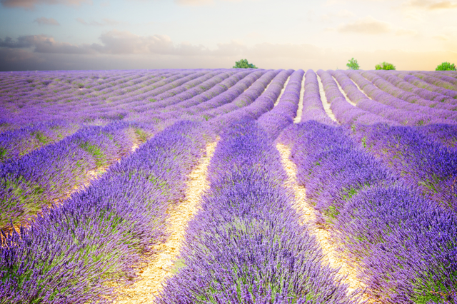 Mùa hoa lavender ở Pháp: khi vùng Provence mê hoặc bằng sắc tím - Ảnh 1.