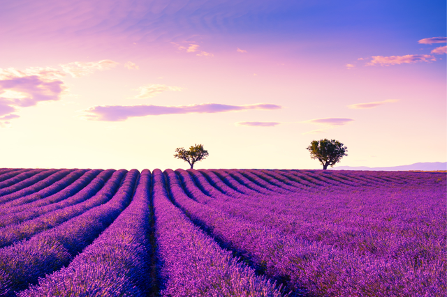 Mùa hoa lavender ở Pháp: khi vùng Provence mê hoặc bằng sắc tím - Ảnh 2.