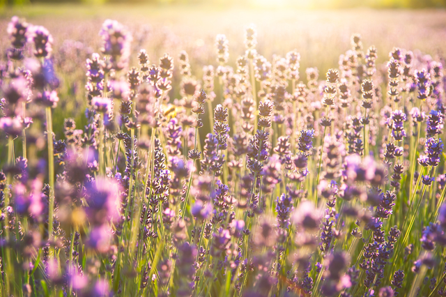 Mùa hoa lavender ở Pháp: khi vùng Provence mê hoặc bằng sắc tím - Ảnh 5.