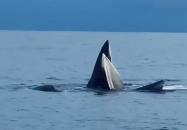 Đàn cá voi xuất hiện tại biển Cô Tô khiến ngư dân thích thú  - Ảnh 1.