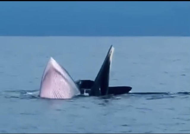 Đàn cá voi xuất hiện tại biển Cô Tô khiến ngư dân thích thú  - Ảnh 2.