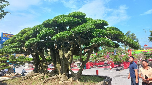 Cây thông, cây duối có giá hơn 12 tỉ đồng tại triển lãm sinh vật cảnh - Ảnh 8.
