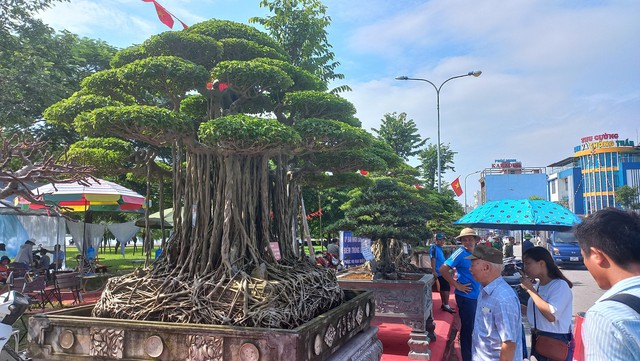 Cây thông, cây duối có giá hơn 12 tỉ đồng tại triển lãm sinh vật cảnh - Ảnh 10.