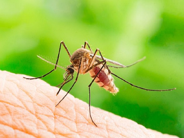 Làm sao để ngăn vết muỗi đốt trở thành sẹo ? - Ảnh 1.