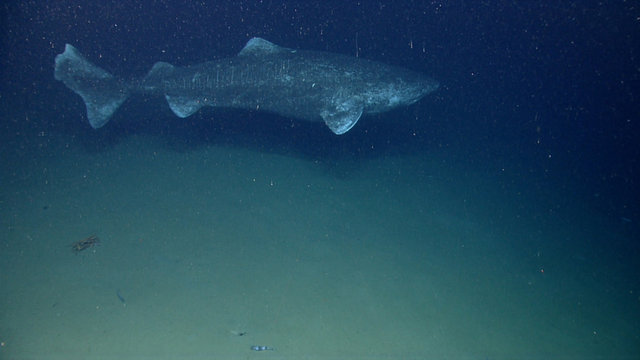 Cá mập 'siêu già' chuyên sống ở Bắc Cực bỗng xuất hiện ở biển Caribe? - Ảnh 1.