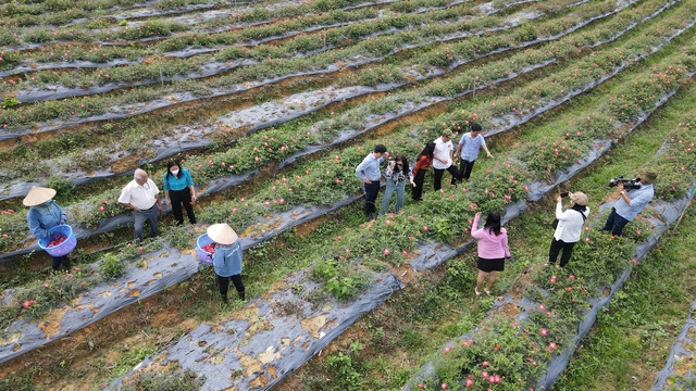 Thí điểm mô hình trồng sâm “Bố chính” đầu tiên tại Đồng Nai - Ảnh 4.