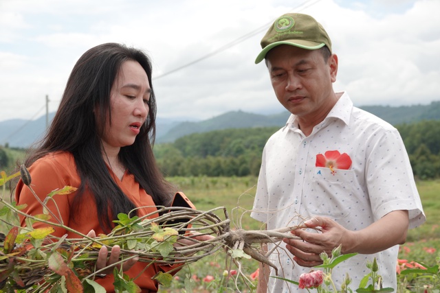 Thí điểm mô hình trồng sâm “Bố chính” đầu tiên tại Đồng Nai - Ảnh 3.