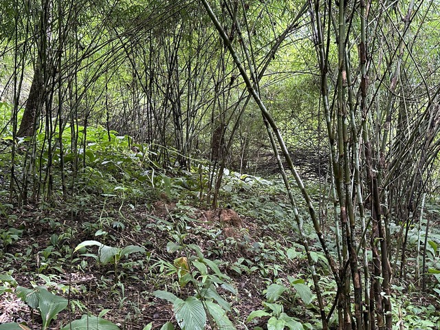 Điều tra hiện trạng rừng ở dự án hồ  Ka Pét có bao nhiêu gỗ ? - Ảnh 1.