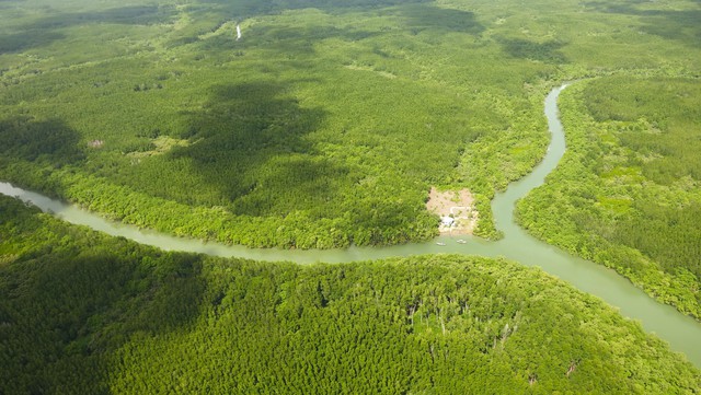 TP.HCM cần 93 ha đất rừng phòng hộ làm cảng Cần Giờ - Ảnh 1.