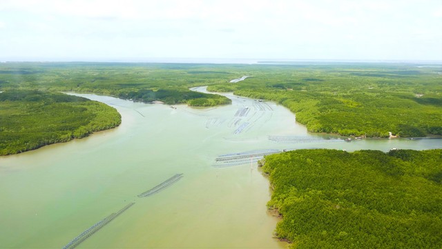 TP.HCM cần 93 ha đất rừng phòng hộ làm cảng Cần Giờ - Ảnh 2.