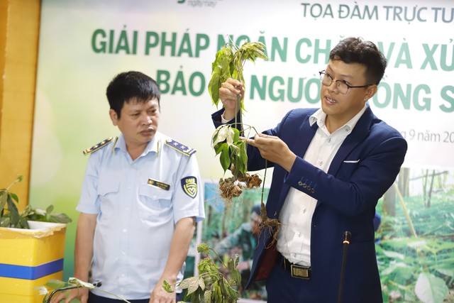 Sâm Trung Quốc 'giả mạo' sâm Ngọc Linh có chất cấm, thuốc kích thích - Ảnh 1.