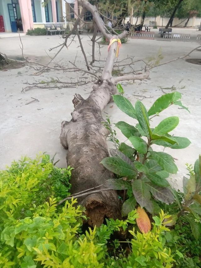 Phú Yên: Cây phượng mục gốc ngã đổ, 4 học sinh bị thương- Ảnh 1.