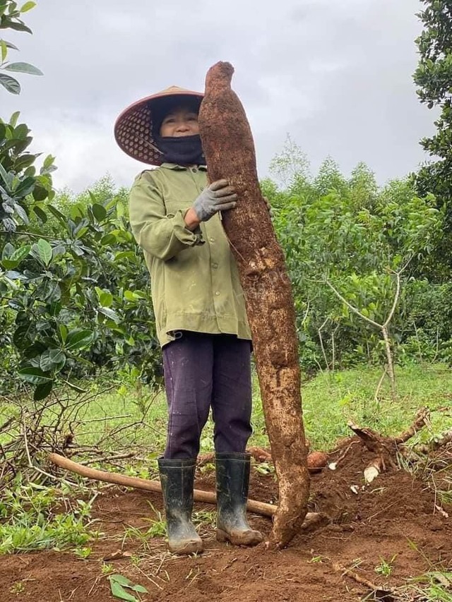 Nông dân Phú Yên đào được củ sắn 'khủng', nặng 15 kg- Ảnh 1.