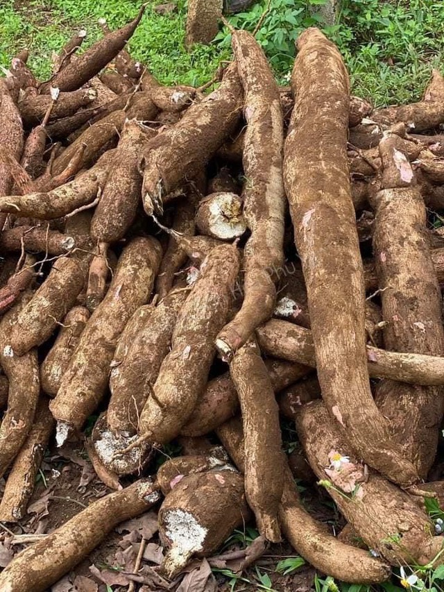 Nông dân Phú Yên đào được củ sắn 'khủng', nặng 15 kg- Ảnh 2.