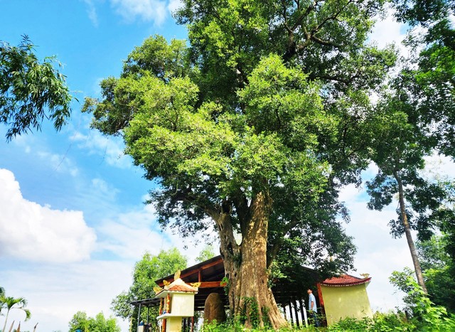 Độc đáo cây di sản Việt Nam: Đài quan sát kơ nia- Ảnh 1.