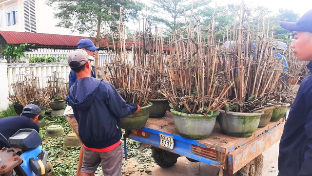 Rủ nhau đi lặt lá mai: 'Làm tới rằm tháng chạp sẽ có khá tiền sắm tết'- Ảnh 4.