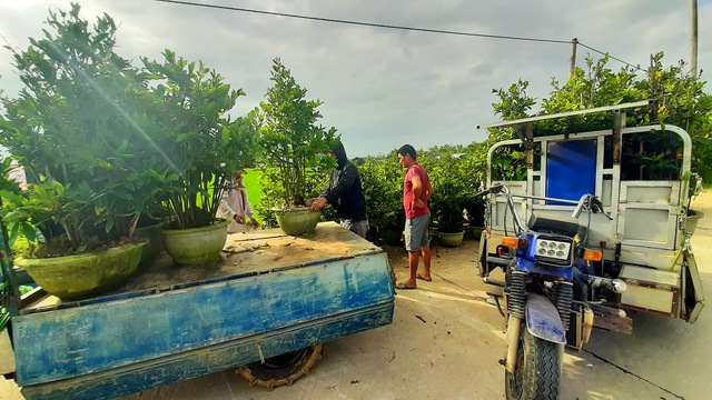 Rủ nhau đi lặt lá mai: 'Làm tới rằm tháng chạp sẽ có khá tiền sắm tết'- Ảnh 5.