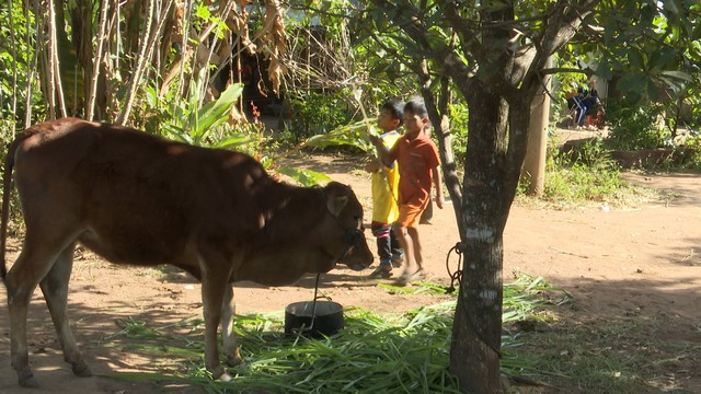 Vụ cấp bò giống nhỏ như con bê: UBND tỉnh Kon Tum chỉ đạo kiểm điểm trách nhiệm - Ảnh 1.