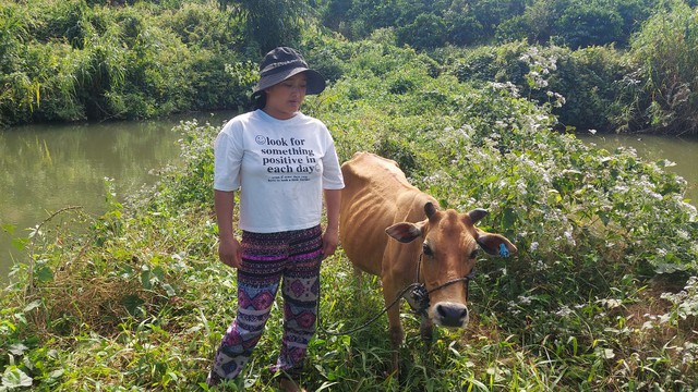 Vụ cấp bò giống nhỏ như con bê: UBND tỉnh Kon Tum chỉ đạo kiểm điểm trách nhiệm - Ảnh 2.